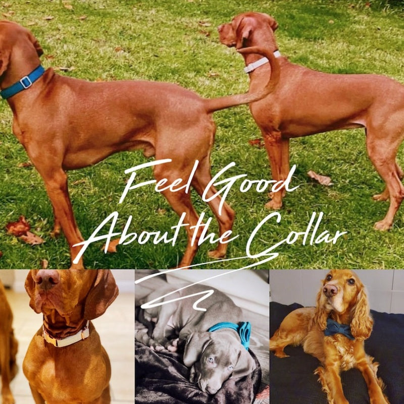 Personalized Dog Collar & Leash Set – Velvet with Bow Tie for Dogs — Dog Collars & Leashes | GetPawsy