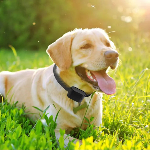 Electric Dog Fence System – Water-Resistant Containment Collar for Dogs — Dog Toys | GetPawsy