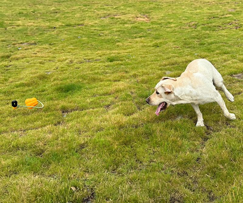 Durable Dog Chew Toy – Interactive Rope for Aggressive Chewers — Dog Toys | GetPawsy